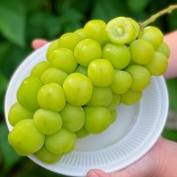 大涼山陽光玫瑰 青提葡萄 產(chǎn)地直發(fā)生鮮水果陽光玫瑰 一件代發(fā)